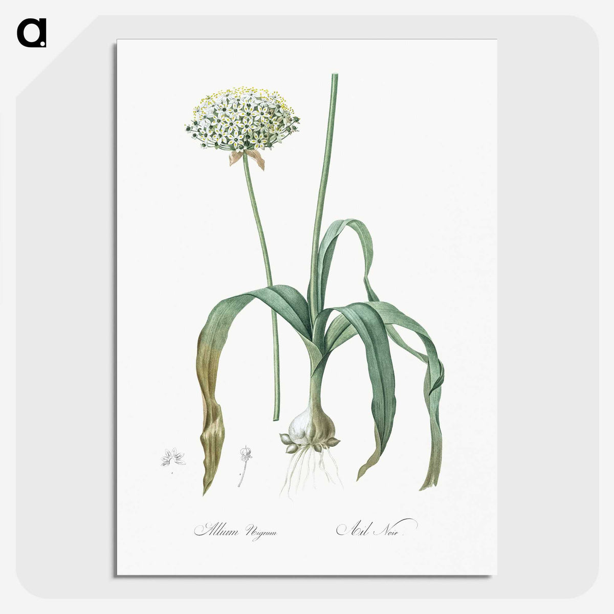 3-22_The-Lilies_picture-crop