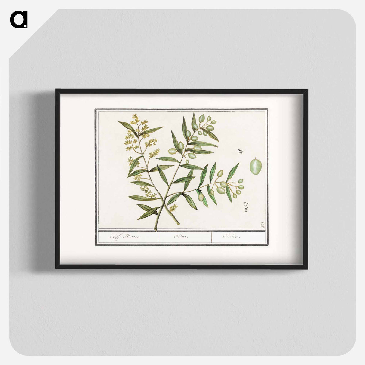 Olive - アンセルムス ボエティウス デ ブート Poster.