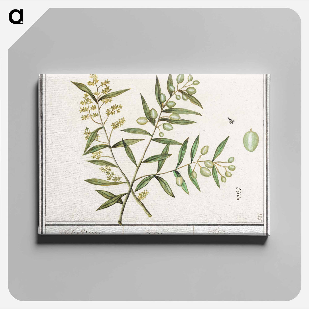 Olive - アンセルムス ボエティウス デ ブート Canvas.