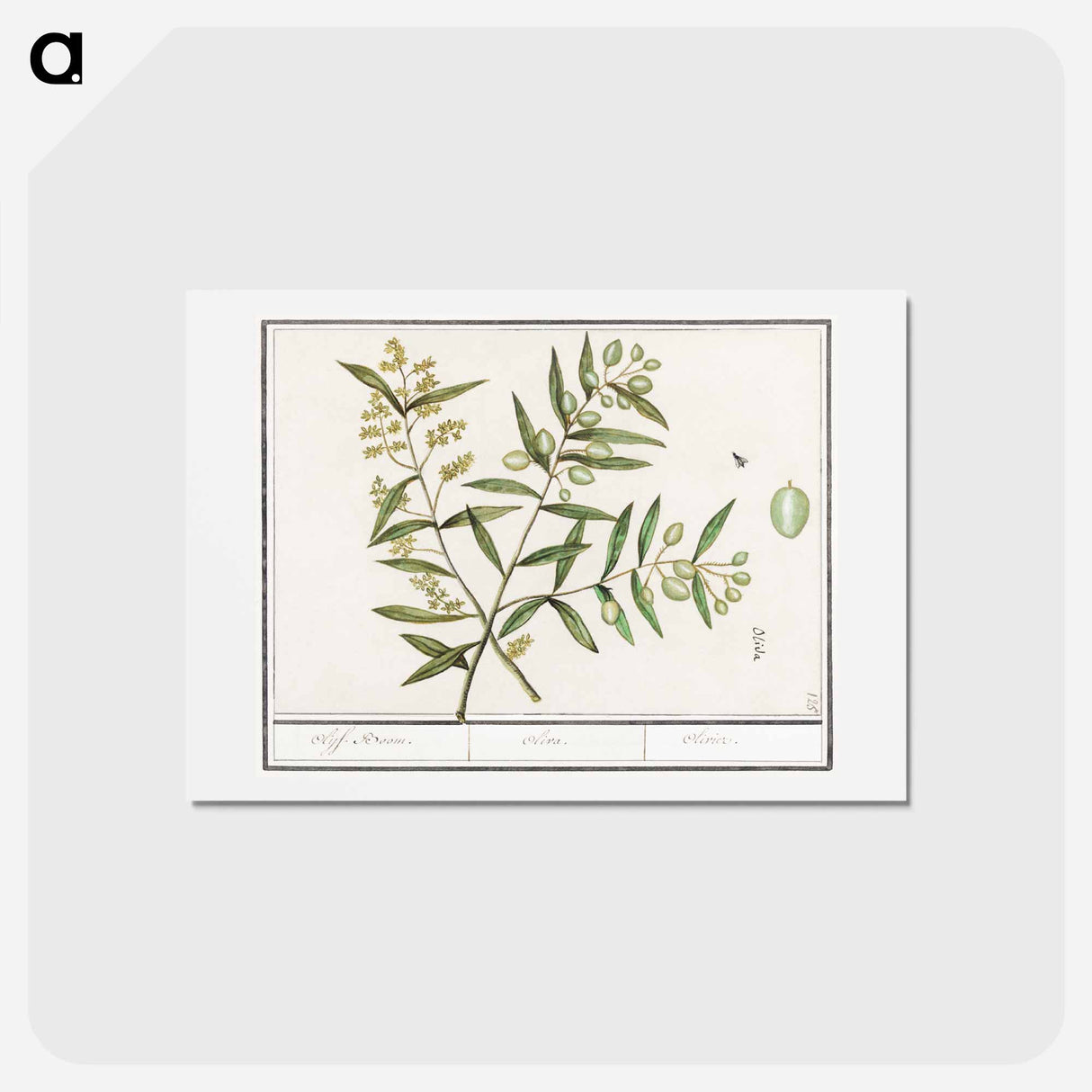 Olive - アンセルムス ボエティウス デ ブート Postcard.