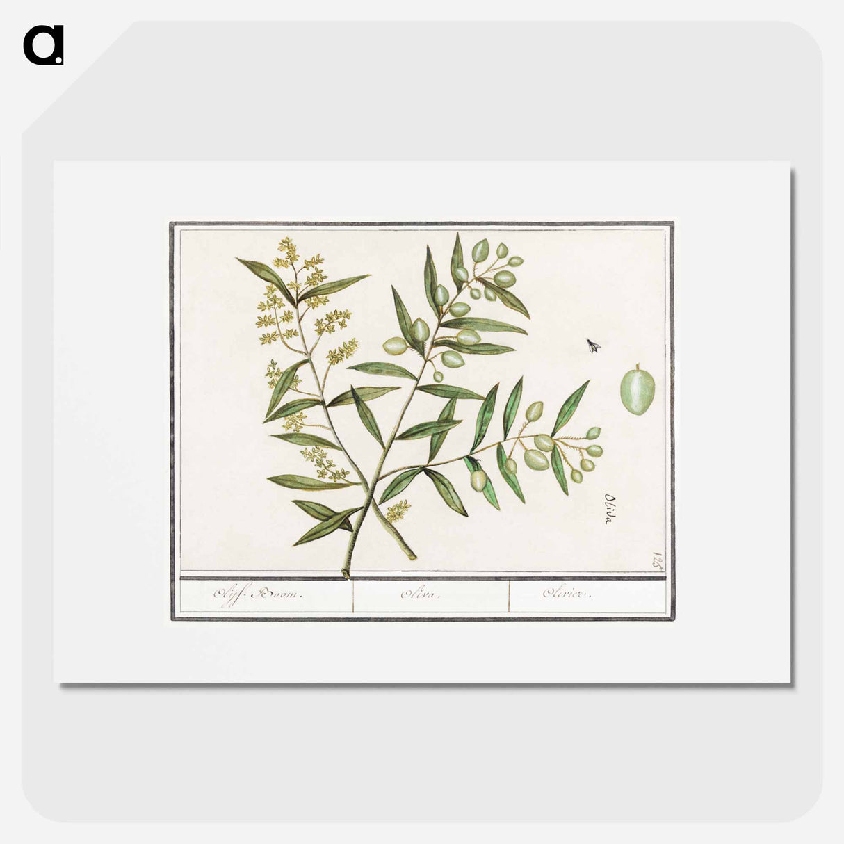 Olive - アンセルムス ボエティウス デ ブート Poster.