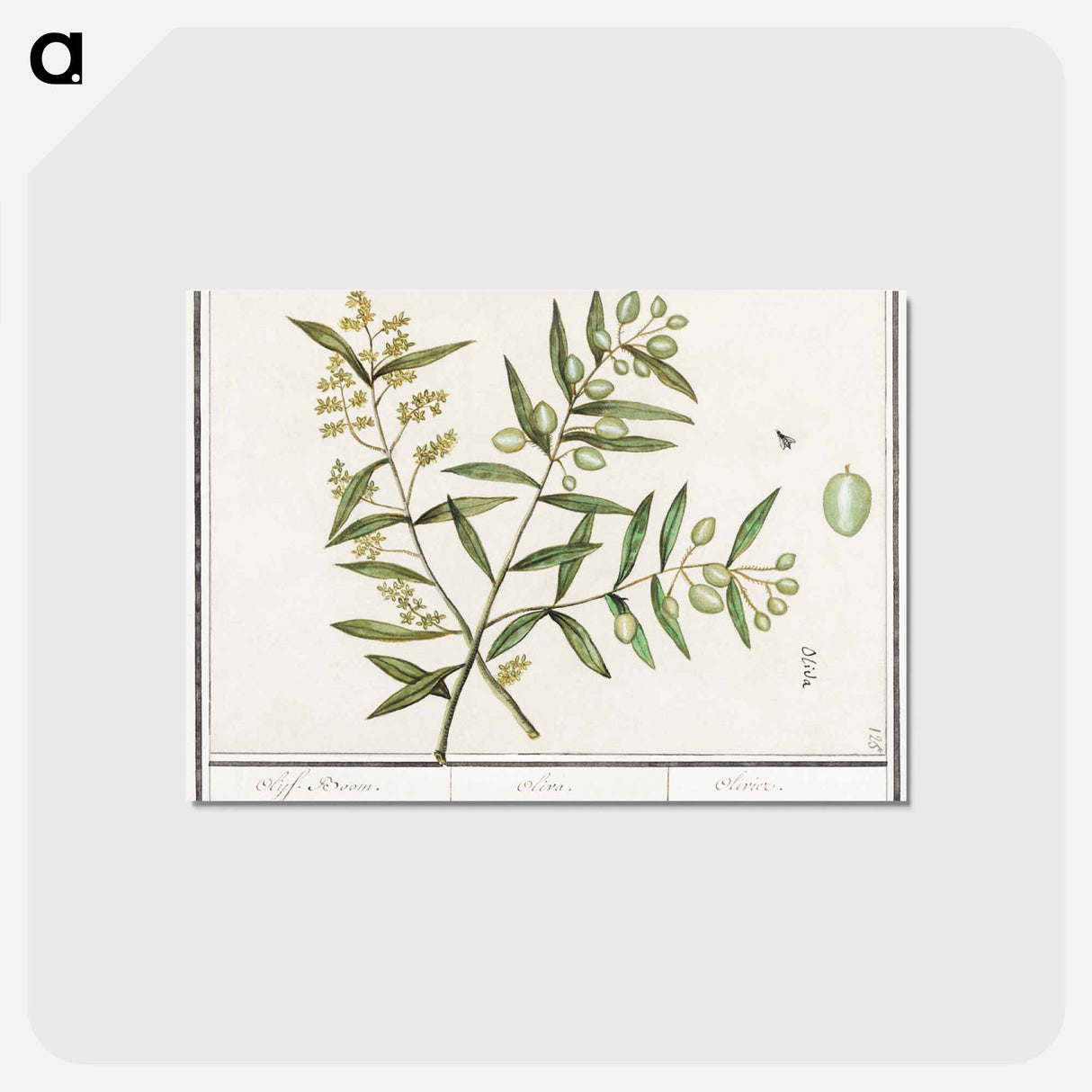 Olive - アンセルムス ボエティウス デ ブート Postcard.