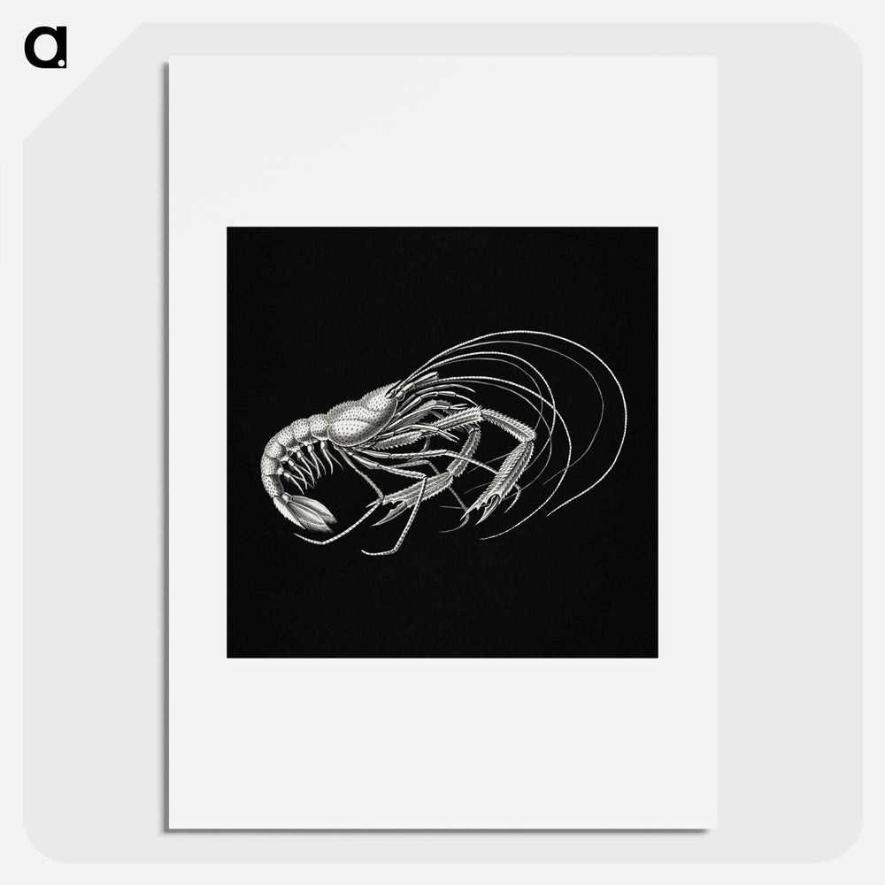 Vintage prawn marine life illustration - エルンスト ヘッケル Poster.