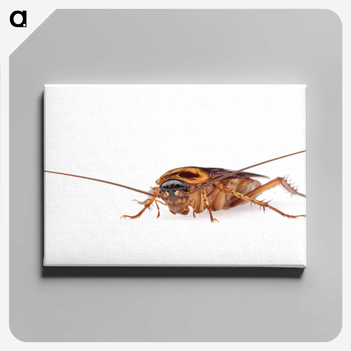 3-23_Insects-Unlocked-Project_canvas