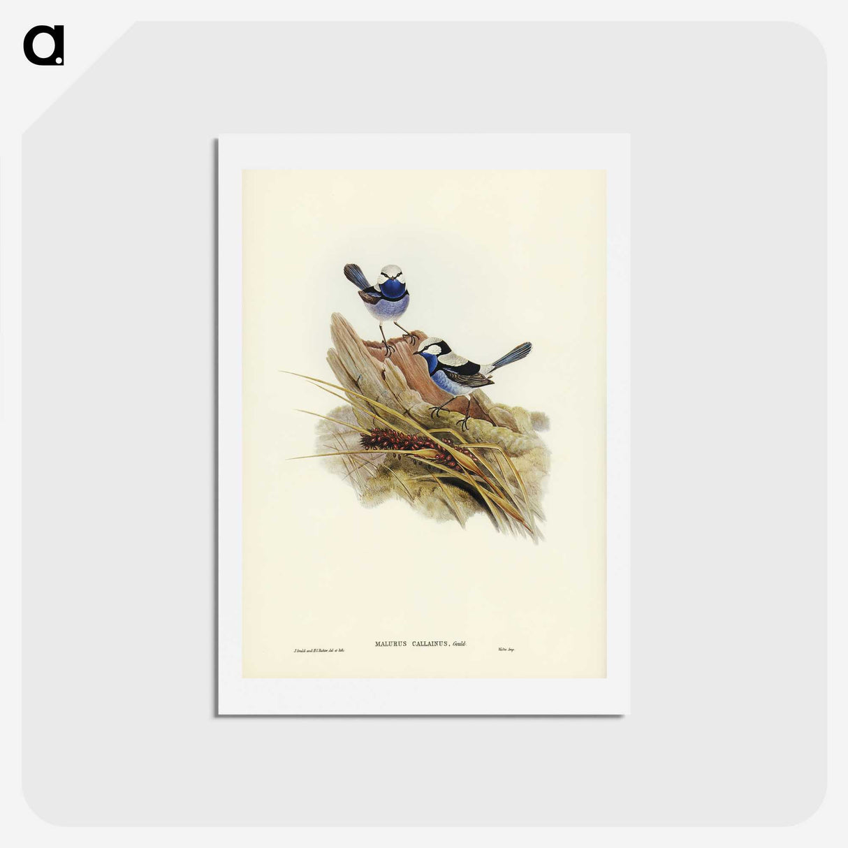 3-23_John-Gould_hagaki