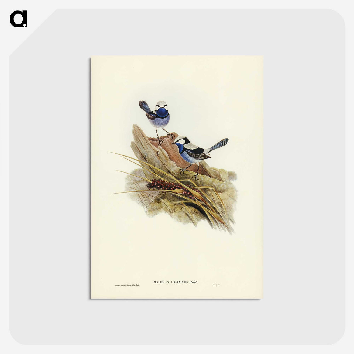3-23_John-Gould_postcard