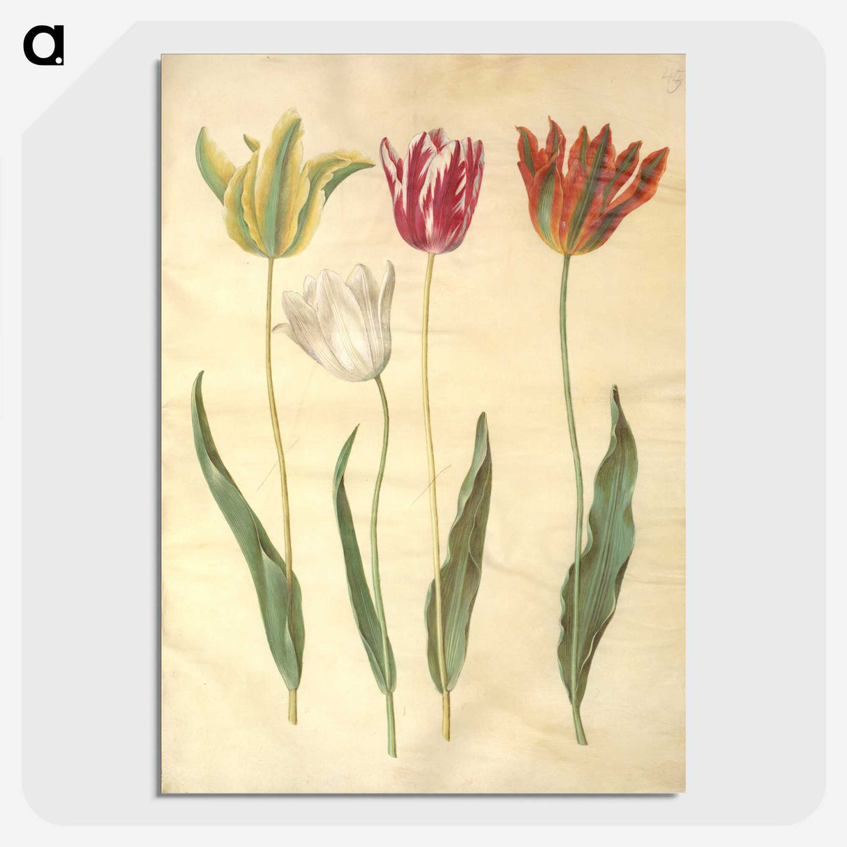 3-23_Maria-Sibylla-Merian_picture-crop