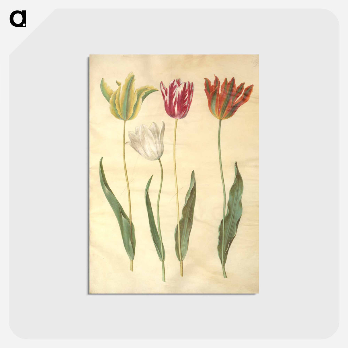 アートポストカード-Tulipa Gesneriana
- マリア ジビーラ メーリアン Postcard.