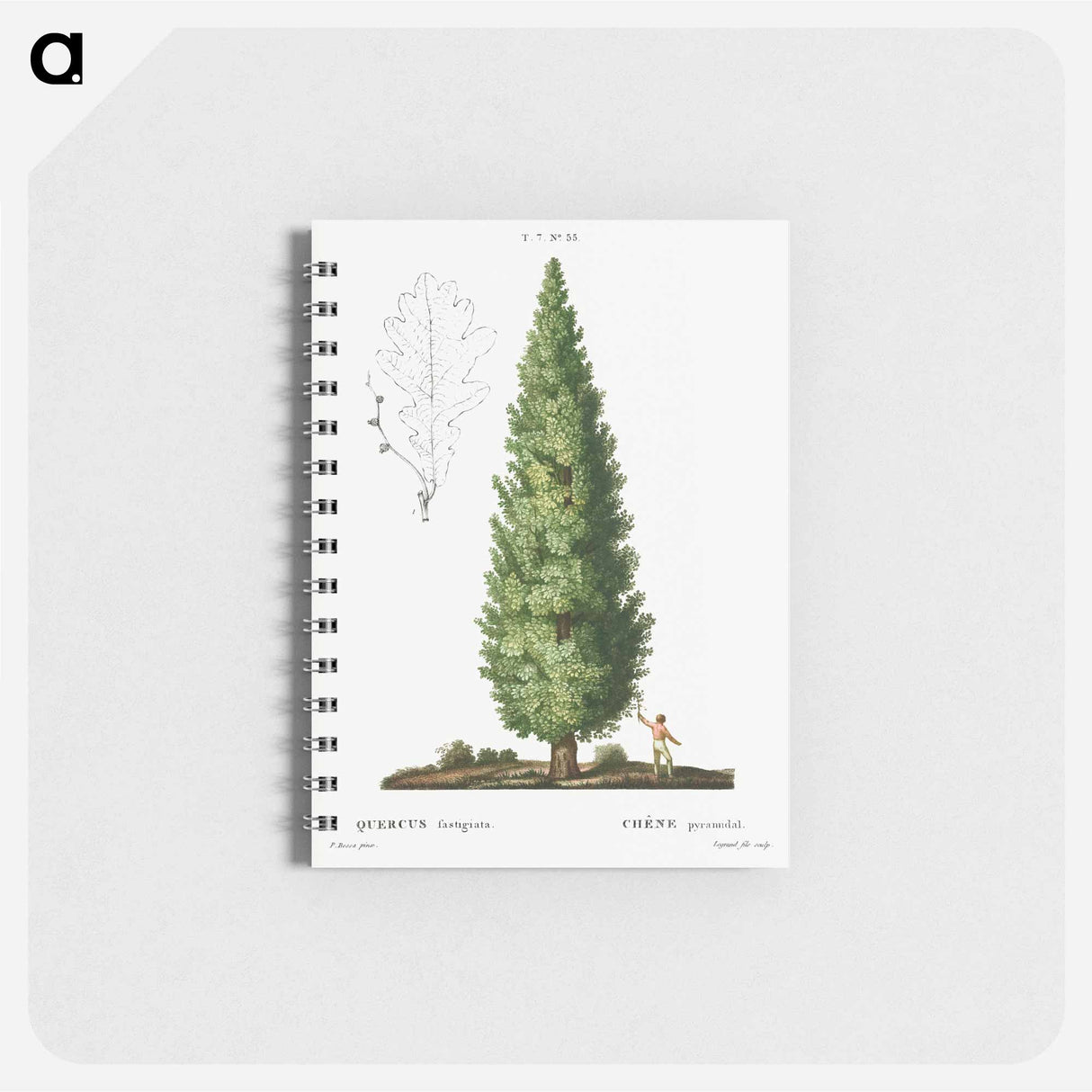 アートメモ帳-English oak, Quercus fastigiata - ピエール ジョゼフ ルドゥーテ Memo.