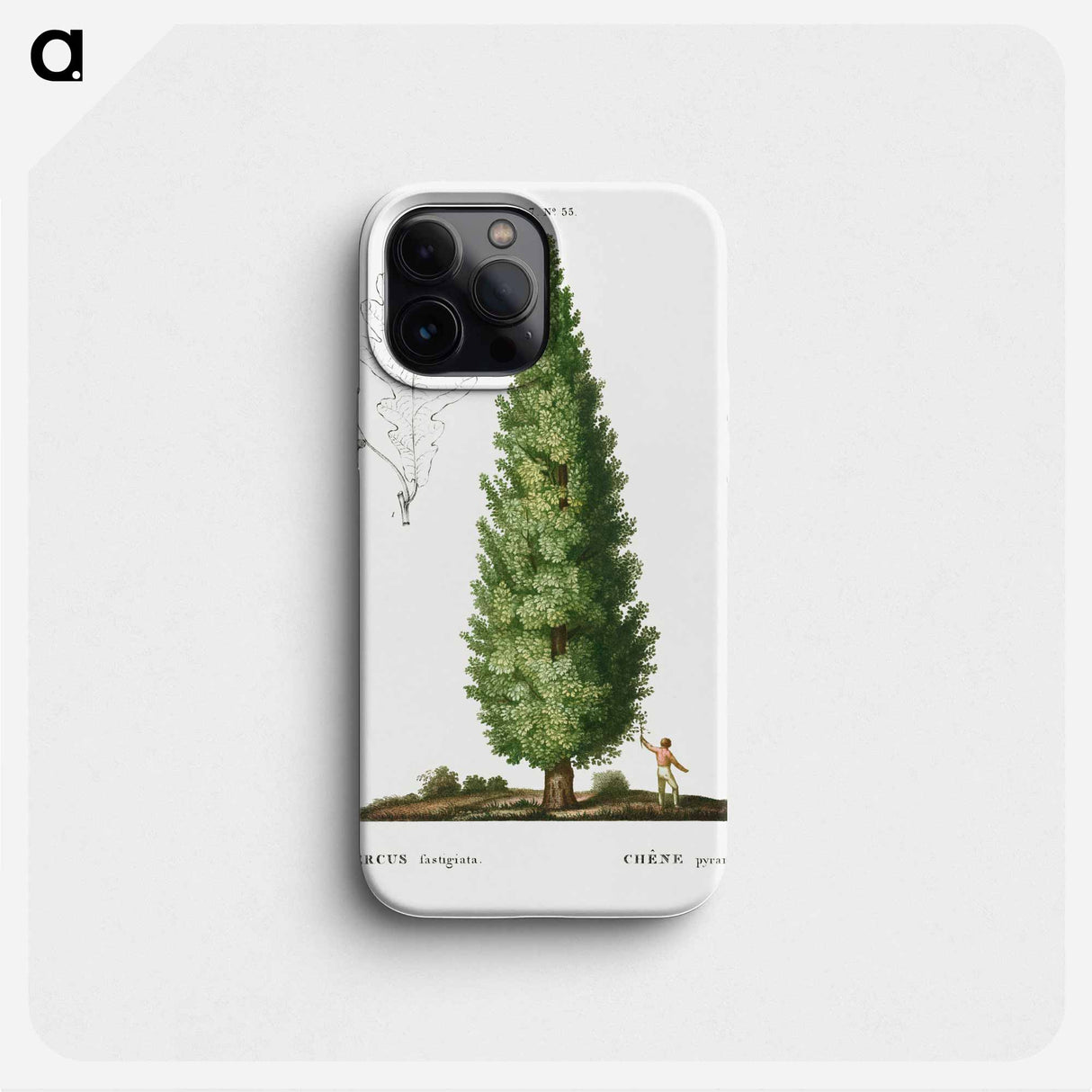 English oak, Quercus fastigiata - ピエール ジョゼフ ルドゥーテ Phone Case.