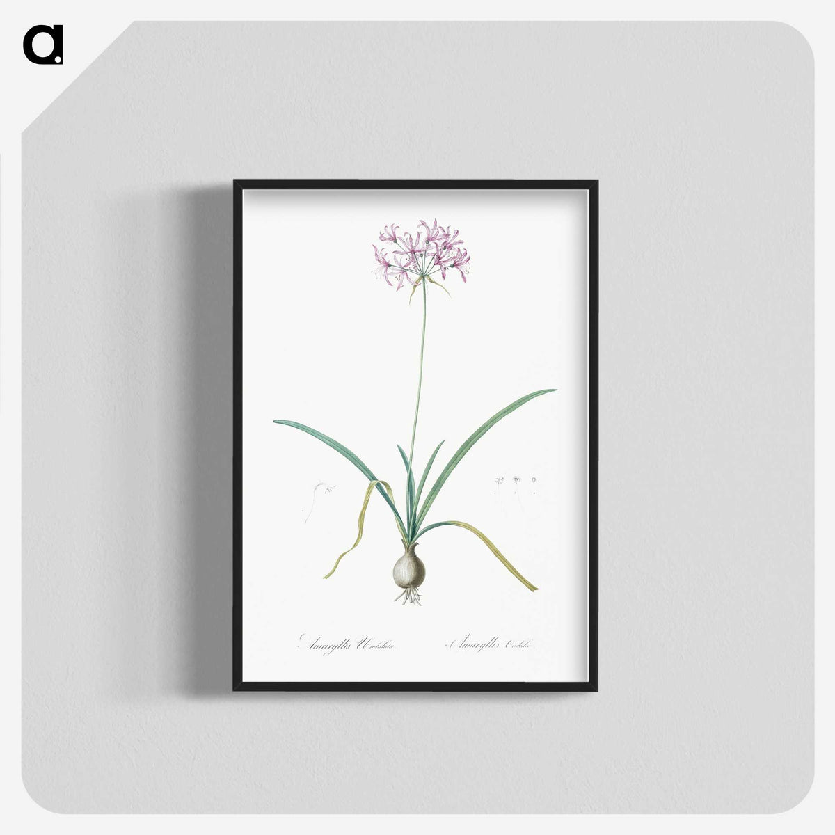 3-23_The-Lilies_blk-crop
