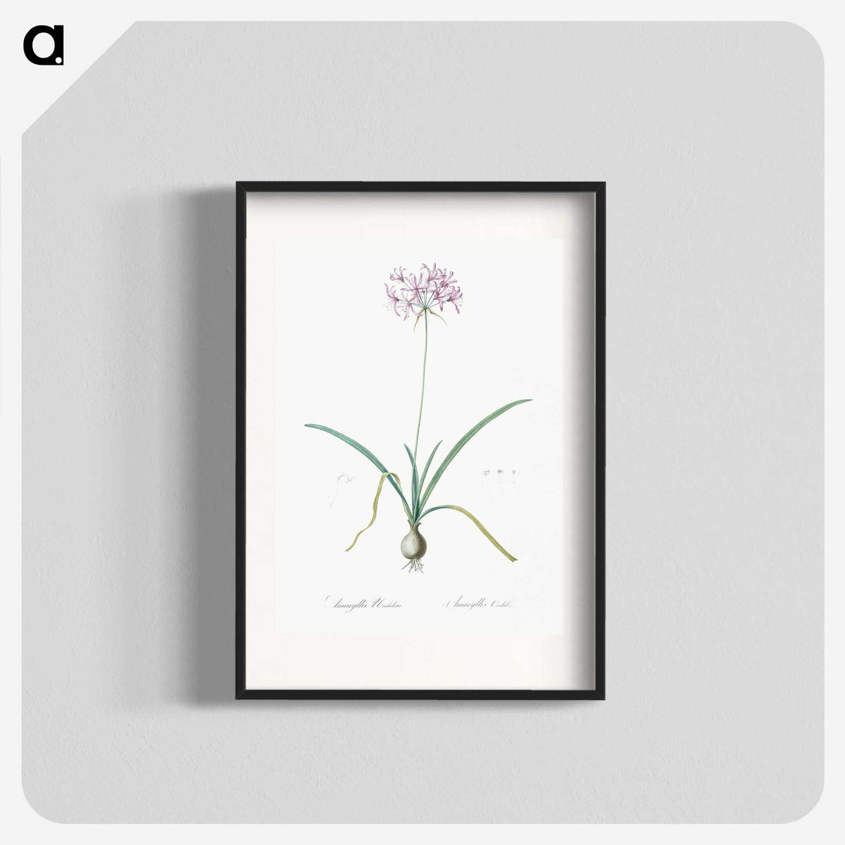 3-23_The-Lilies_blk