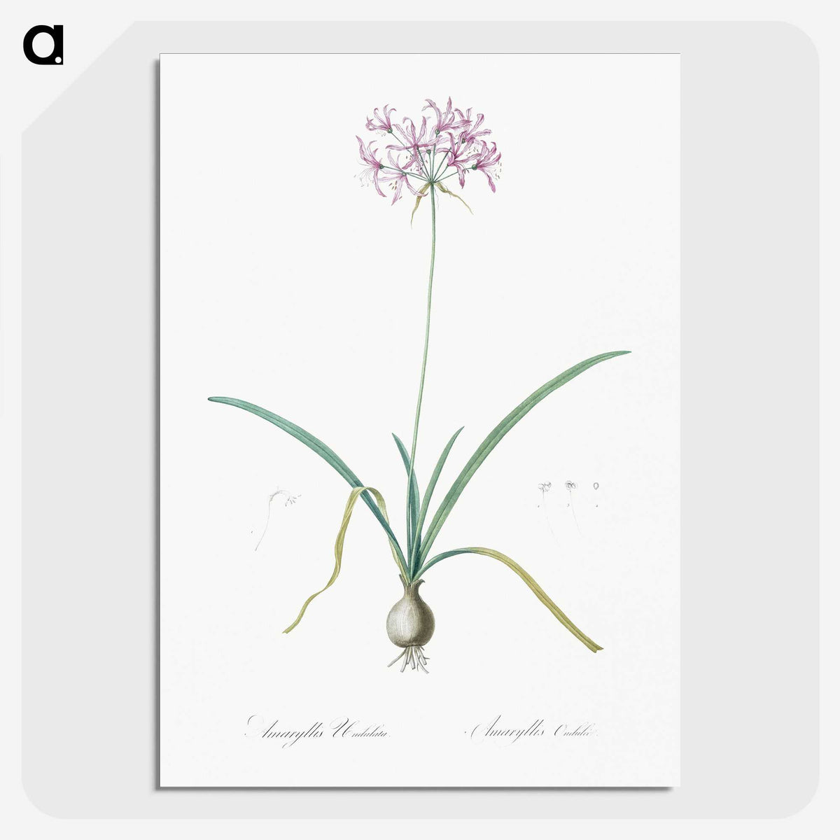 3-23_The-Lilies_picture-crop