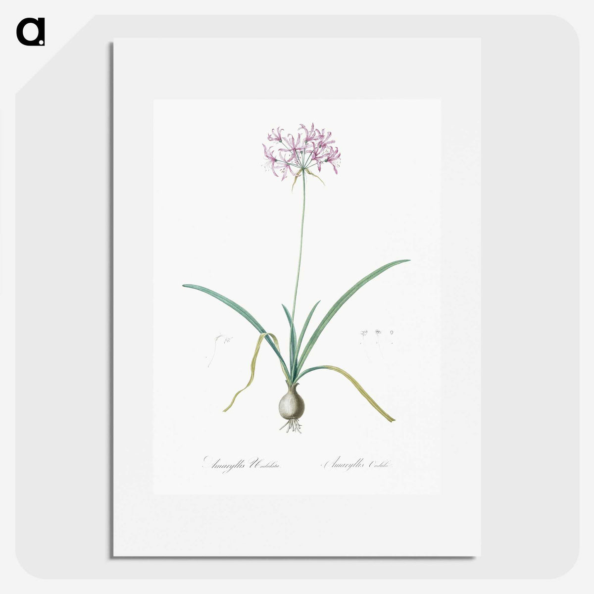 3-23_The-Lilies_picture
