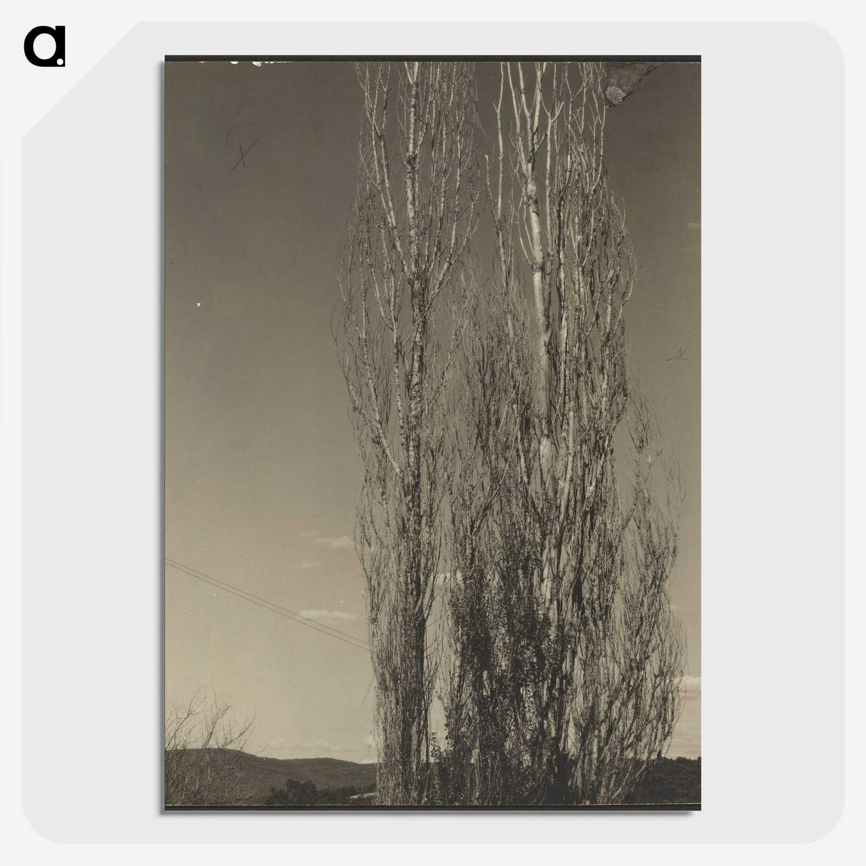 3-24_Alfred-Stieglitz_picture-crop