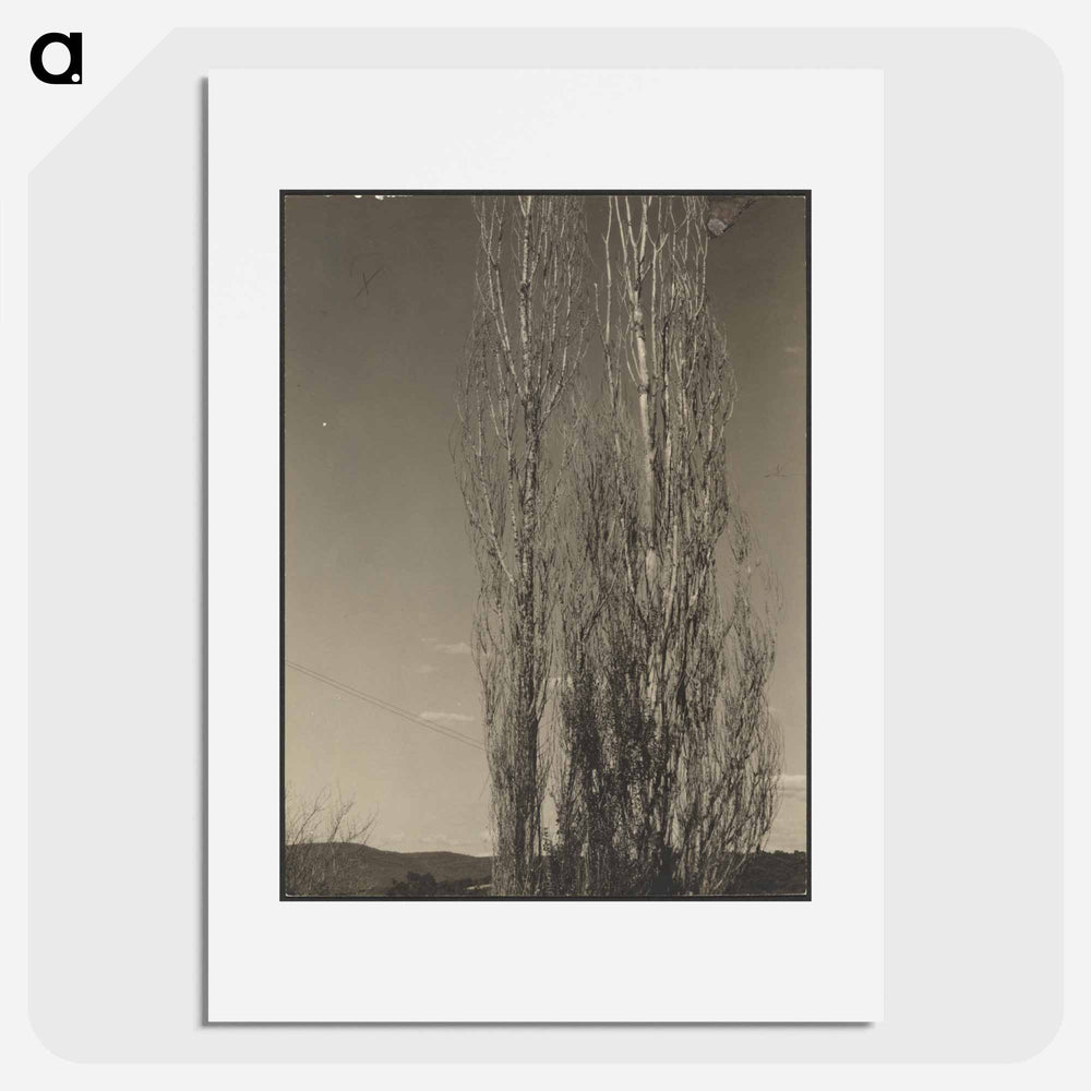 Dying Poplars, Lake George - アルフレッド スティーグリッツ Poster.