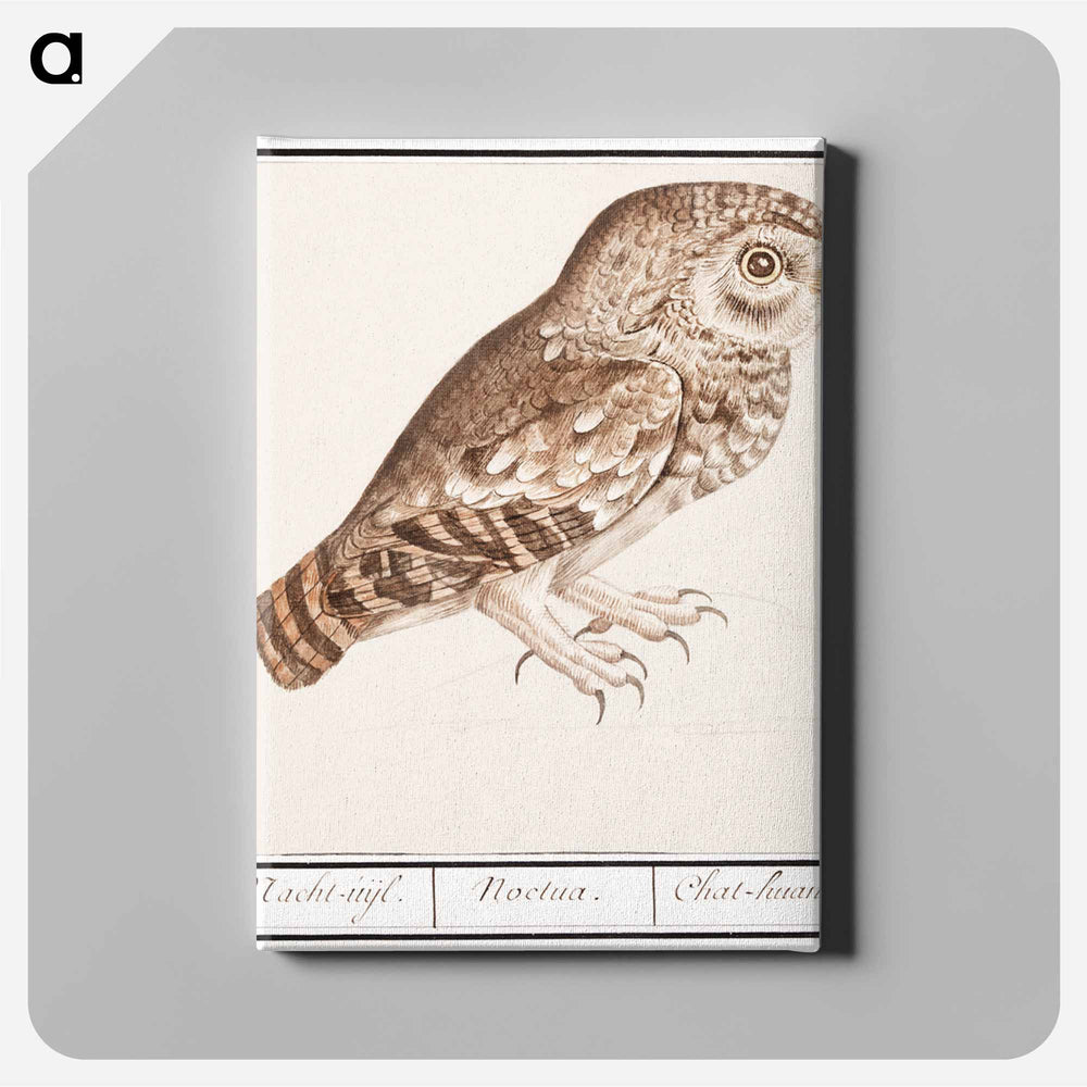 Little owl - アンセルムス ボエティウス デ ブート Canvas.