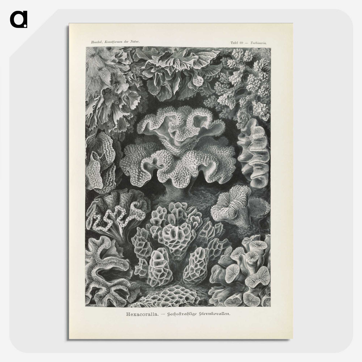 3-24_Ernst-Haeckel_picture-crop