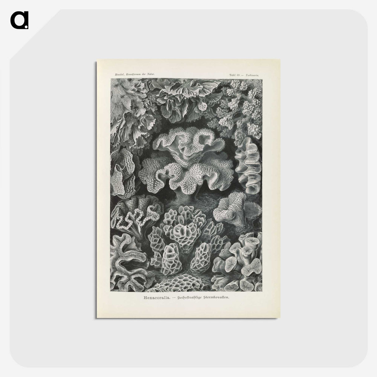3-24_Ernst-Haeckel_postcard