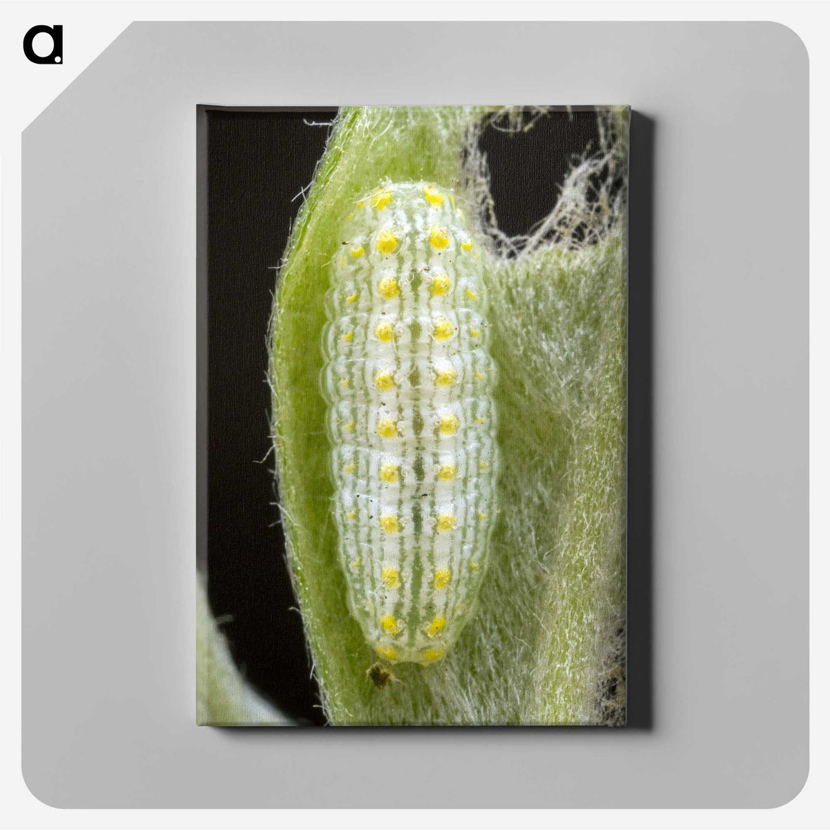 3-24_Insects-Unlocked-Project_canvas