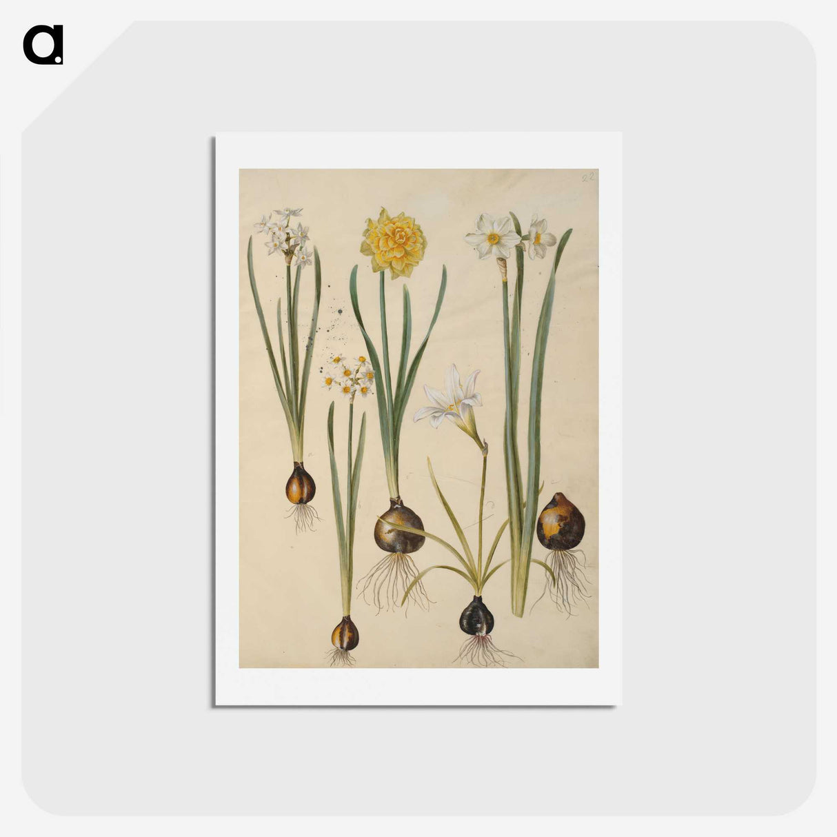 3-24_Maria-Sibylla-Merian_hagaki