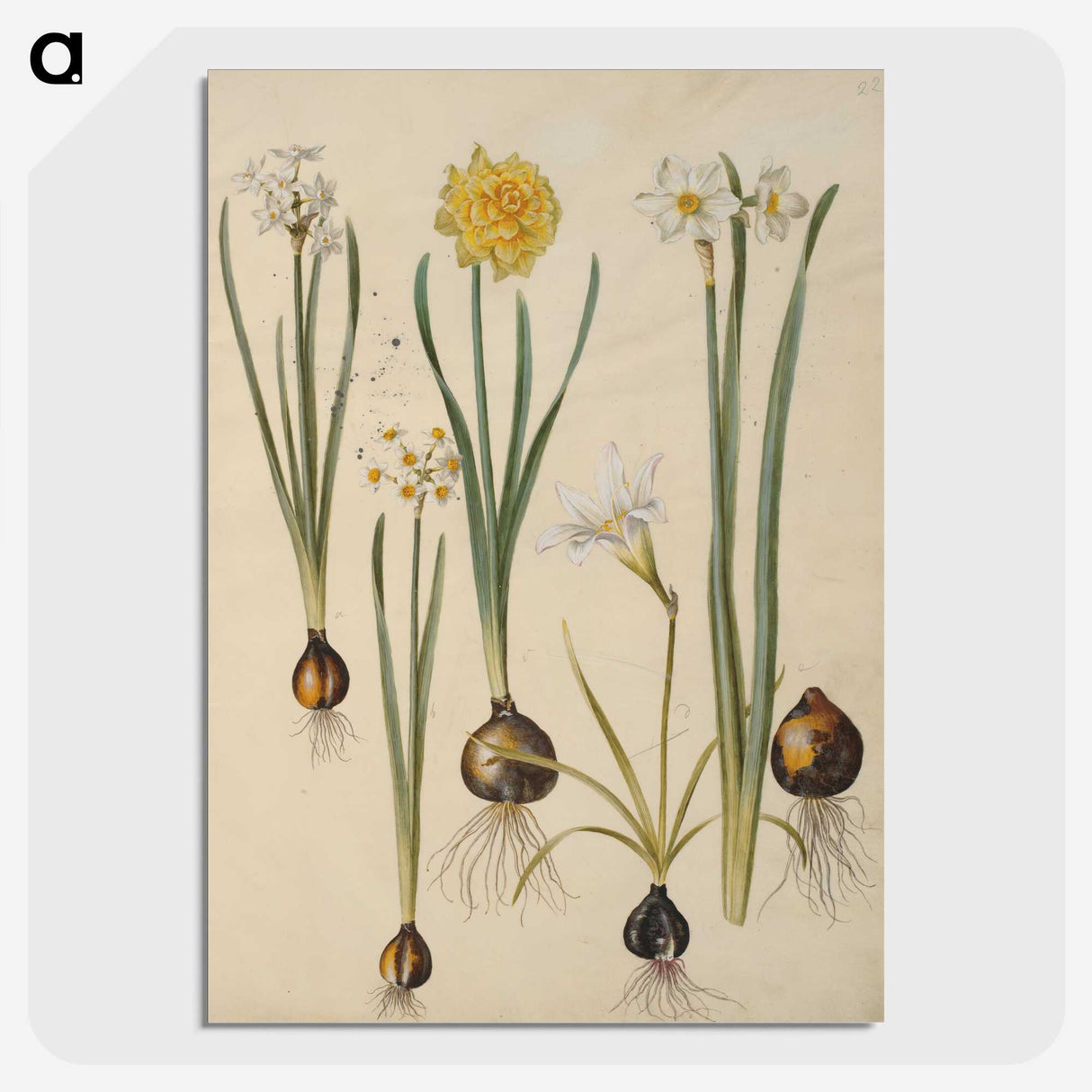 3-24_Maria-Sibylla-Merian_picture-crop
