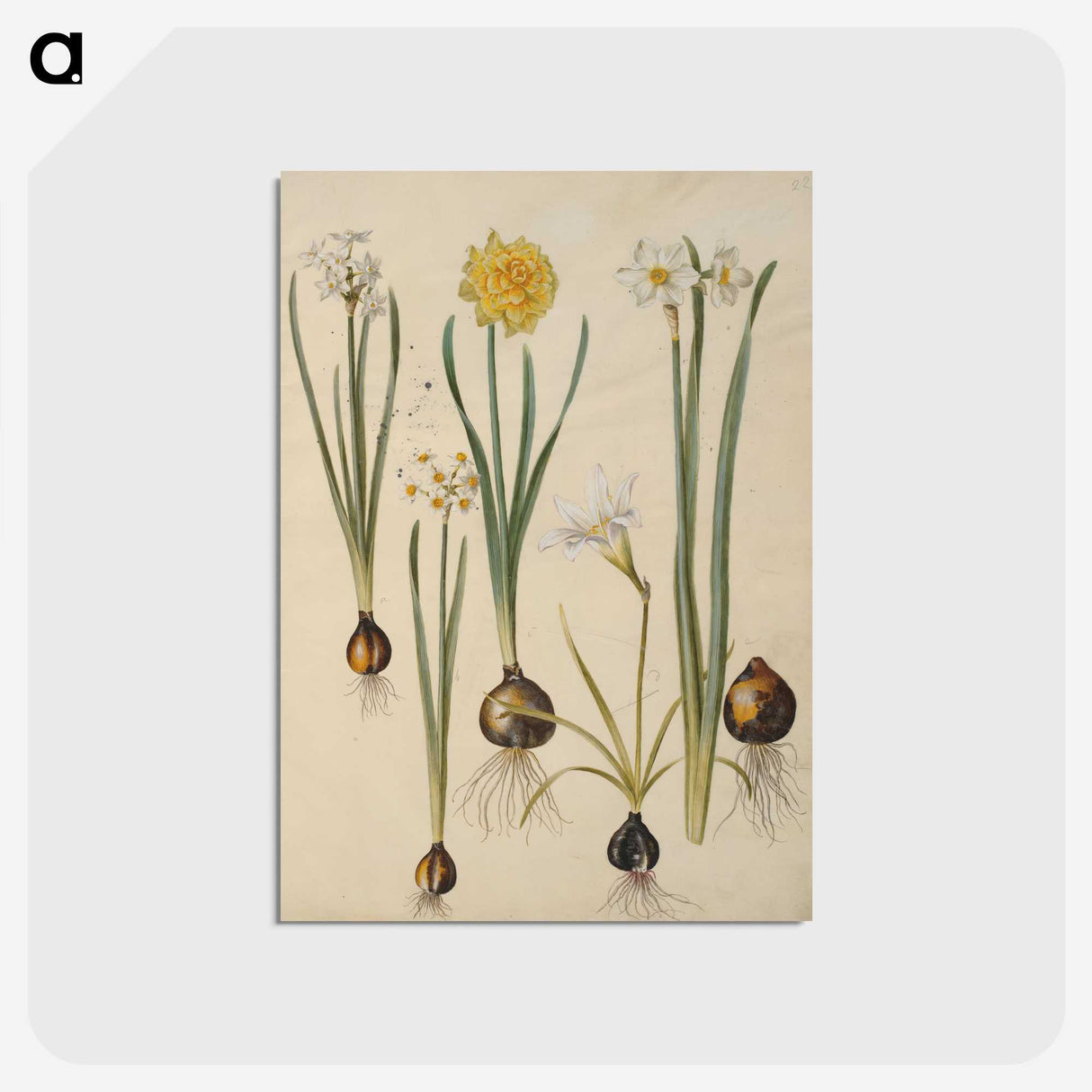 3-24_Maria-Sibylla-Merian_postcard