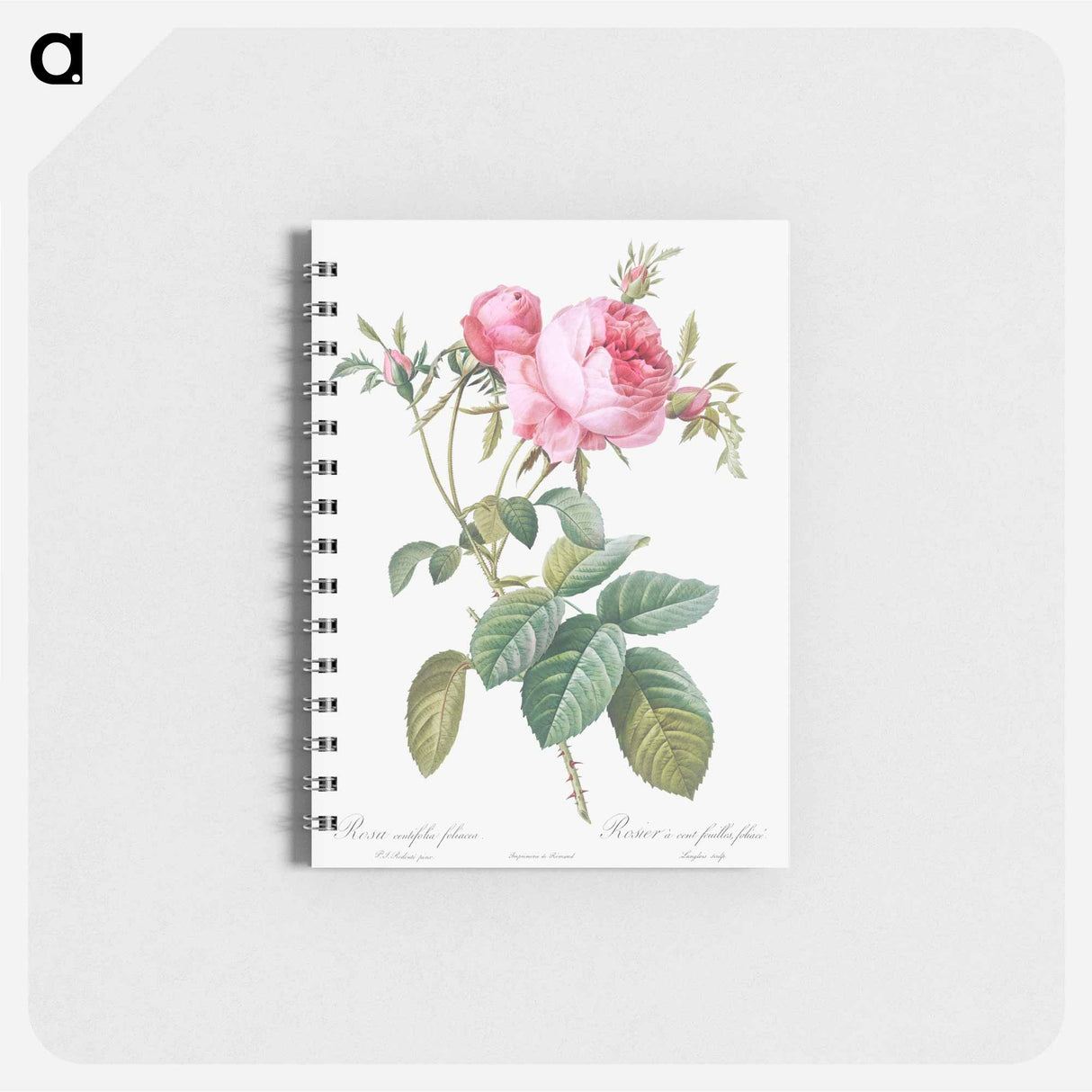 Rose de Mai - ピエール ジョゼフ ルドゥーテ Memo.