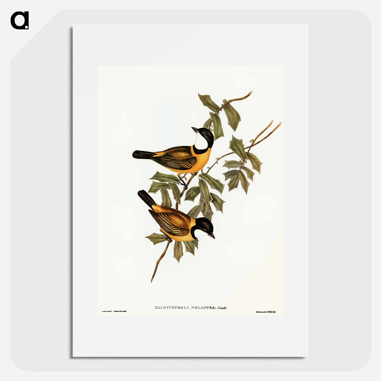 アートポスター-Black-tailed Pachycephala
- オーストラリアの鳥 Poster.
