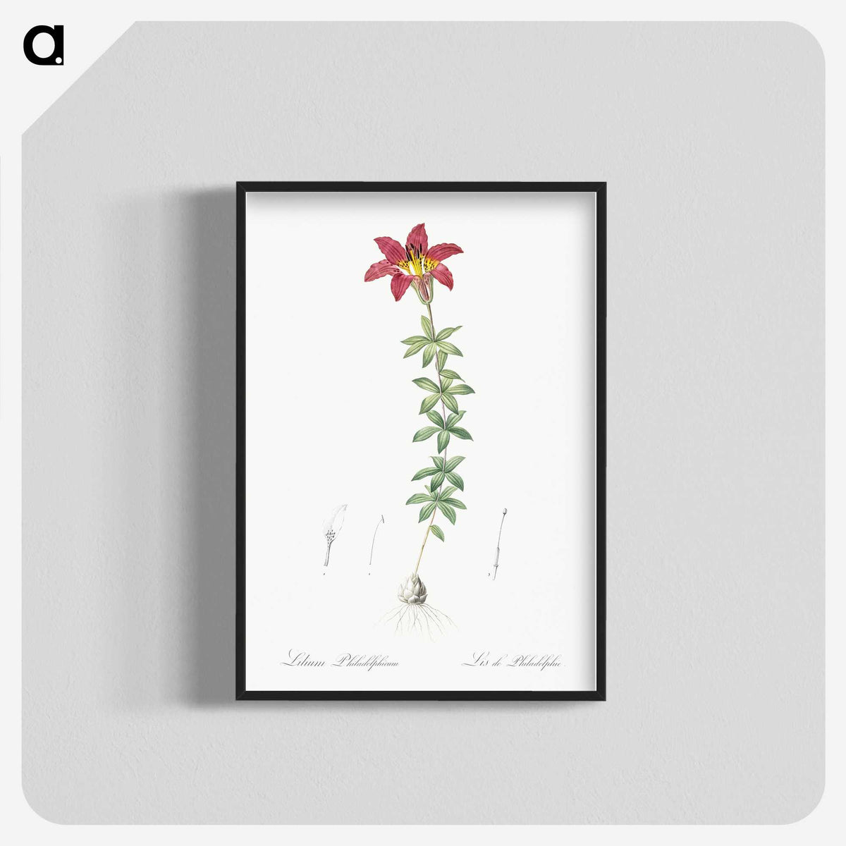 3-24_The-Lilies_blk-crop