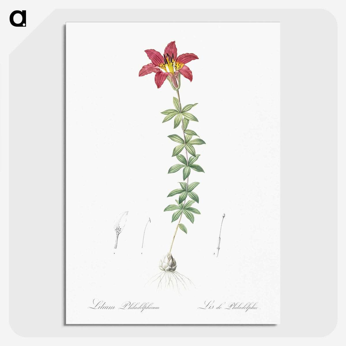 3-24_The-Lilies_picture-crop