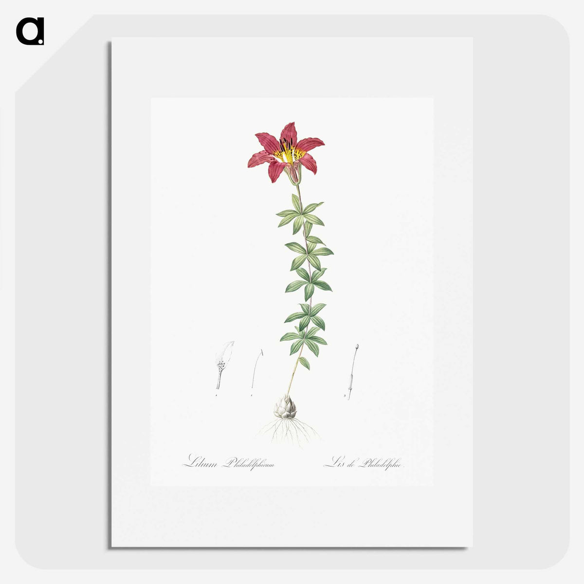 3-24_The-Lilies_picture