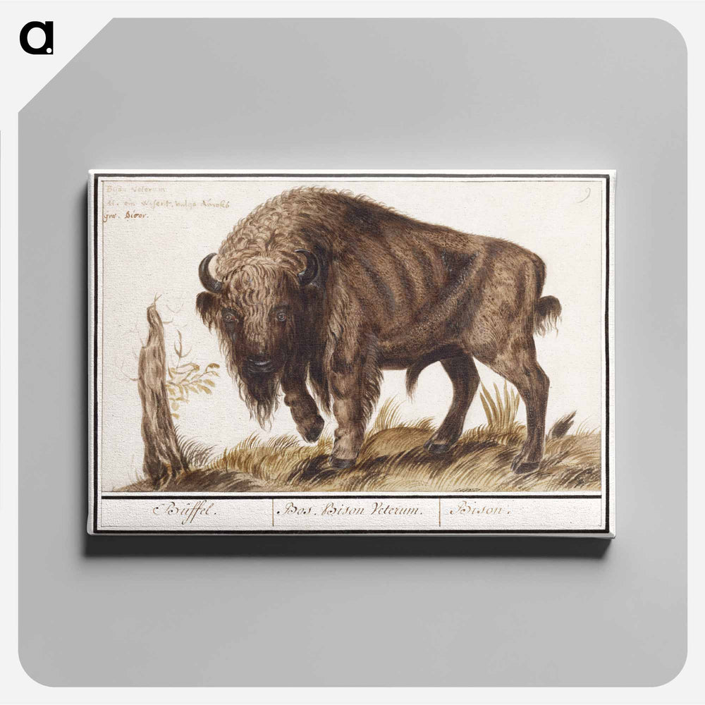 Wisent or European bison - アンセルムス ボエティウス デ ブート Canvas.