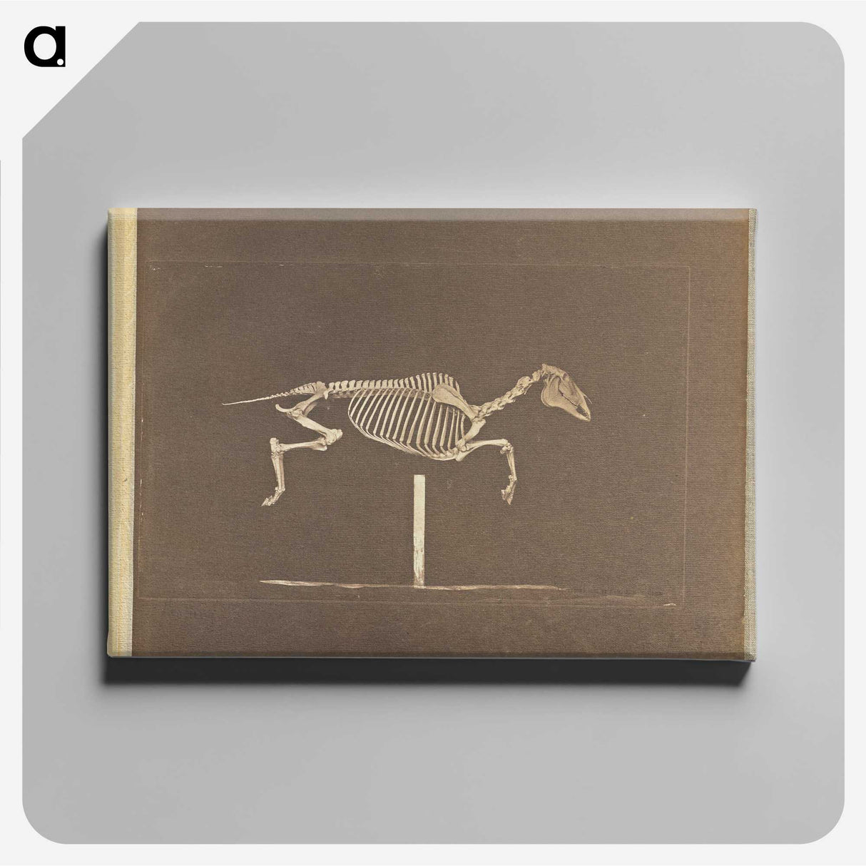 3-25_Eadweard-Muybridge_canvas