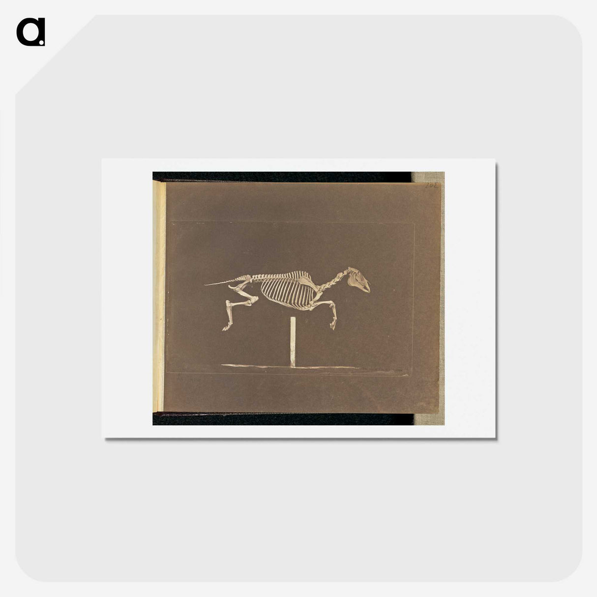 3-25_Eadweard-Muybridge_hagaki