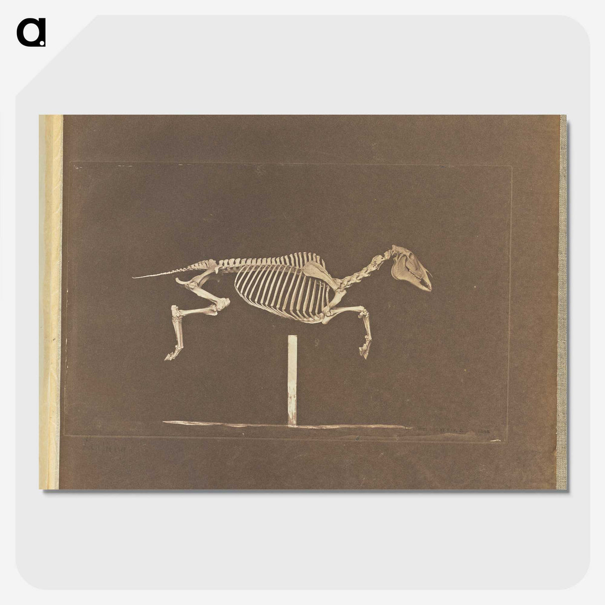 3-25_Eadweard-Muybridge_picture-crop