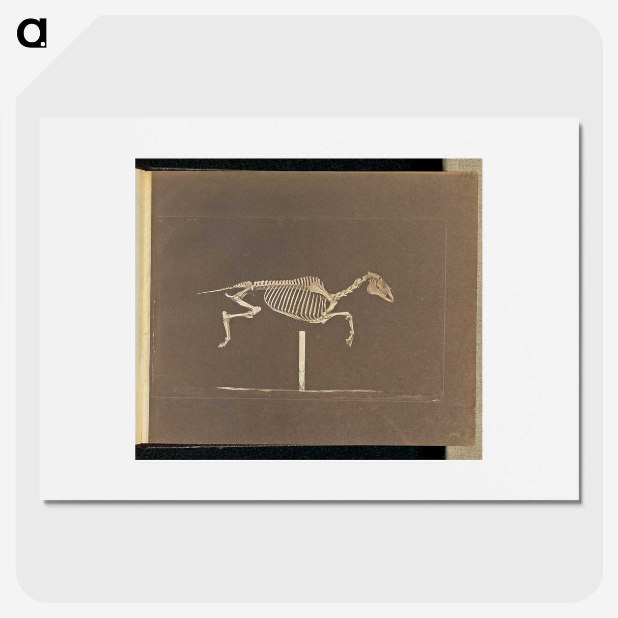 3-25_Eadweard-Muybridge_picture
