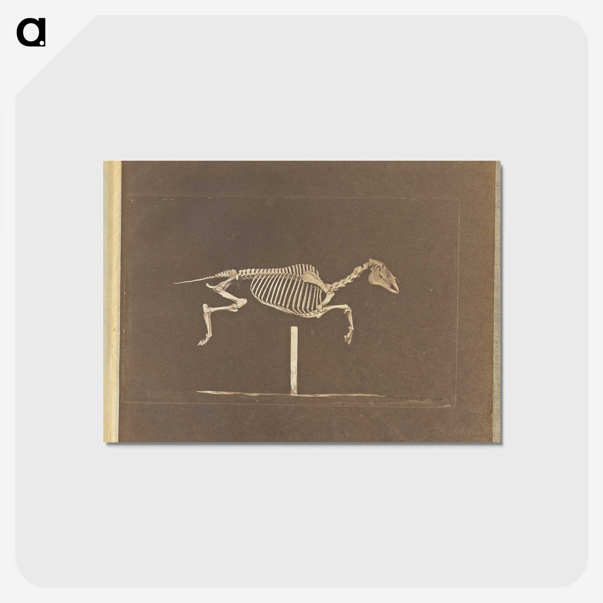 3-25_Eadweard-Muybridge_postcard