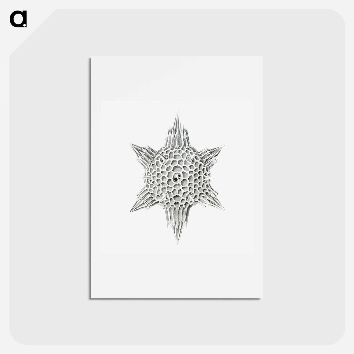アートポストカード-Vintage marine life illustration on white background - エルンスト ヘッケル Postcard.