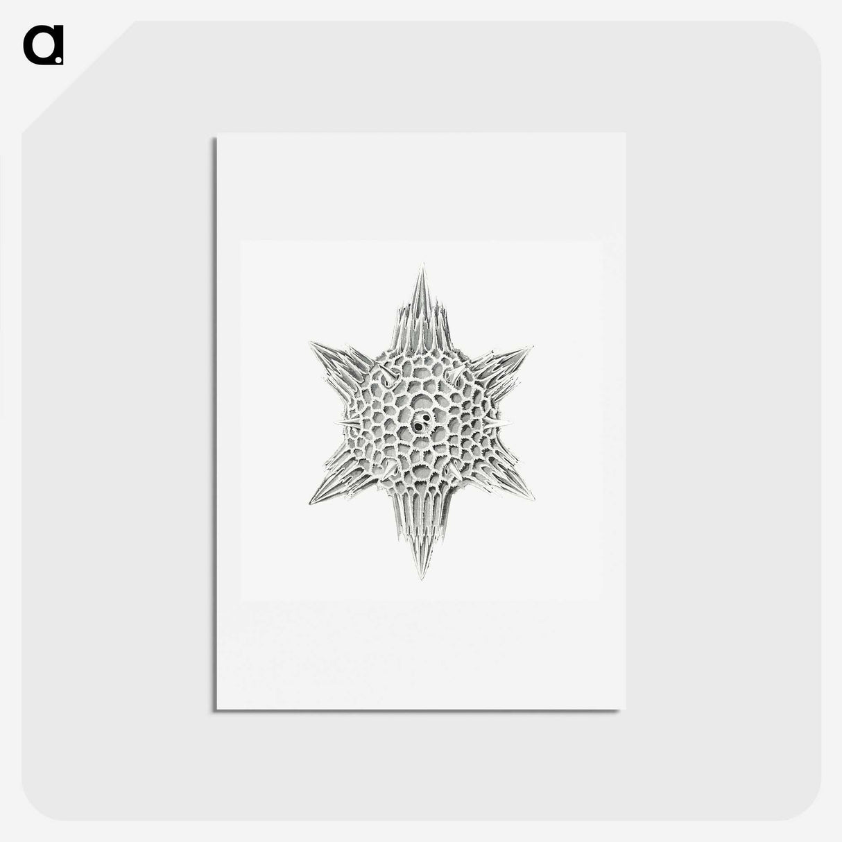 3-25_Ernst-Haeckel_hagaki