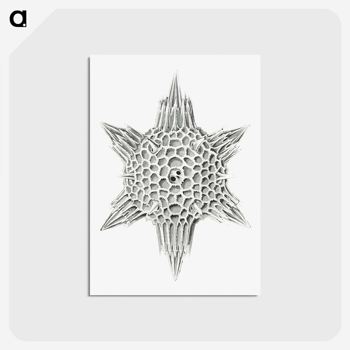 3-25_Ernst-Haeckel_postcard