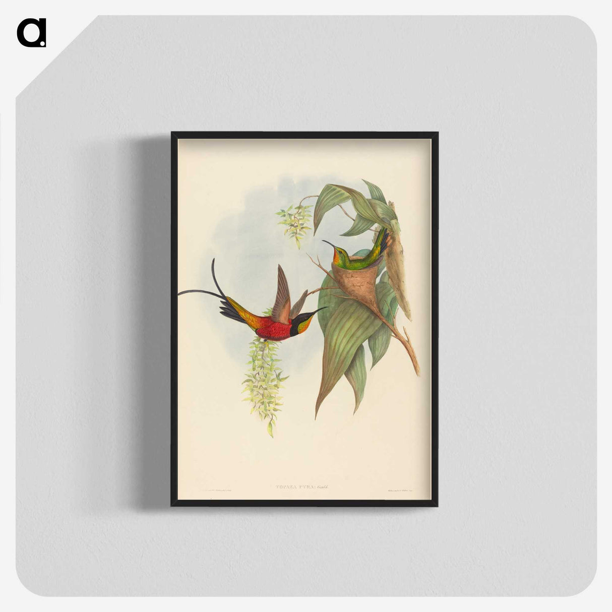 3-25_John-Gould_blk-crop