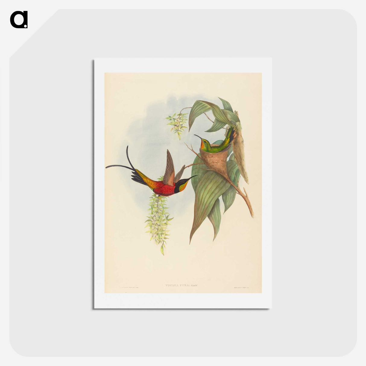 3-25_John-Gould_hagaki