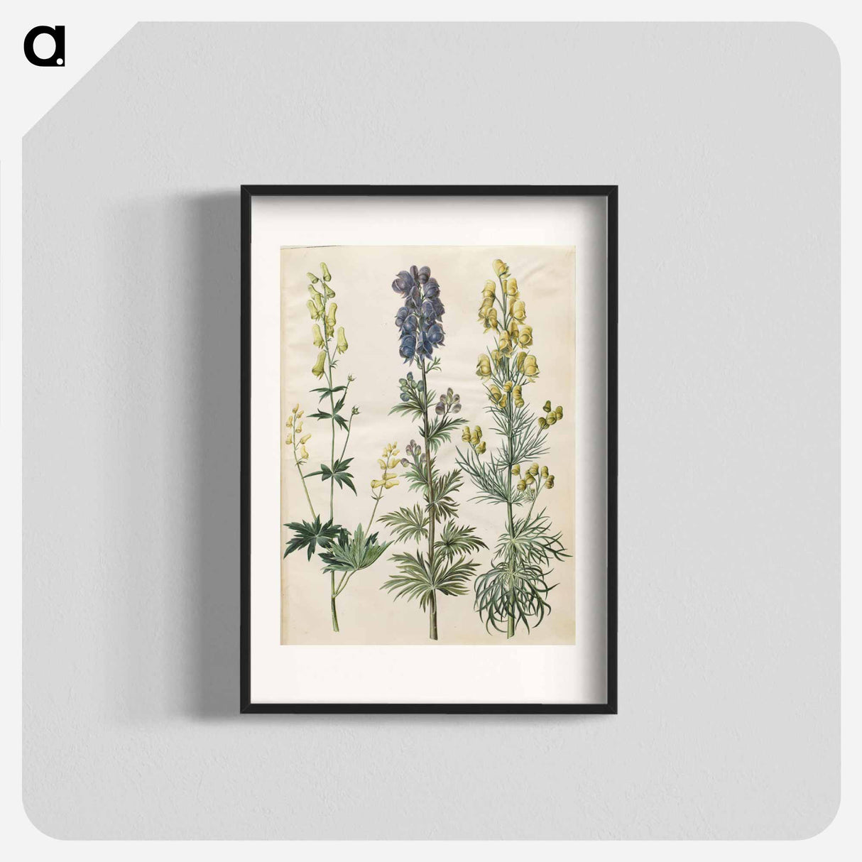 アートポスター-Aconitum
- マリア ジビーラ メーリアン Poster.