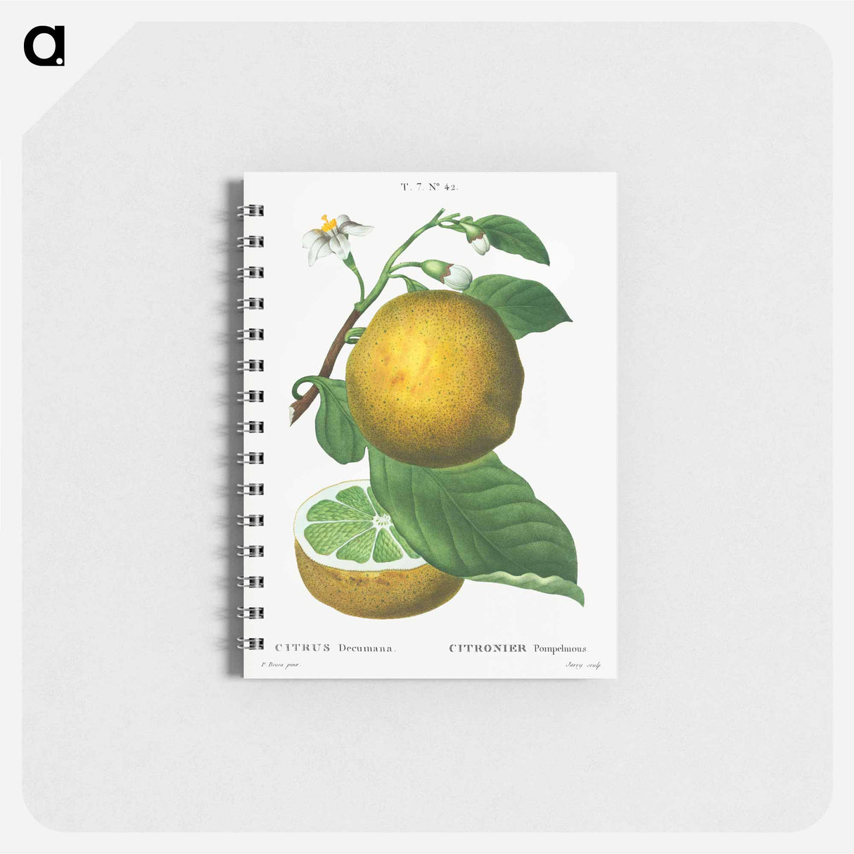アートメモ帳-Grapefruit, Citrus decumana - ピエール ジョゼフ ルドゥーテ Memo.
