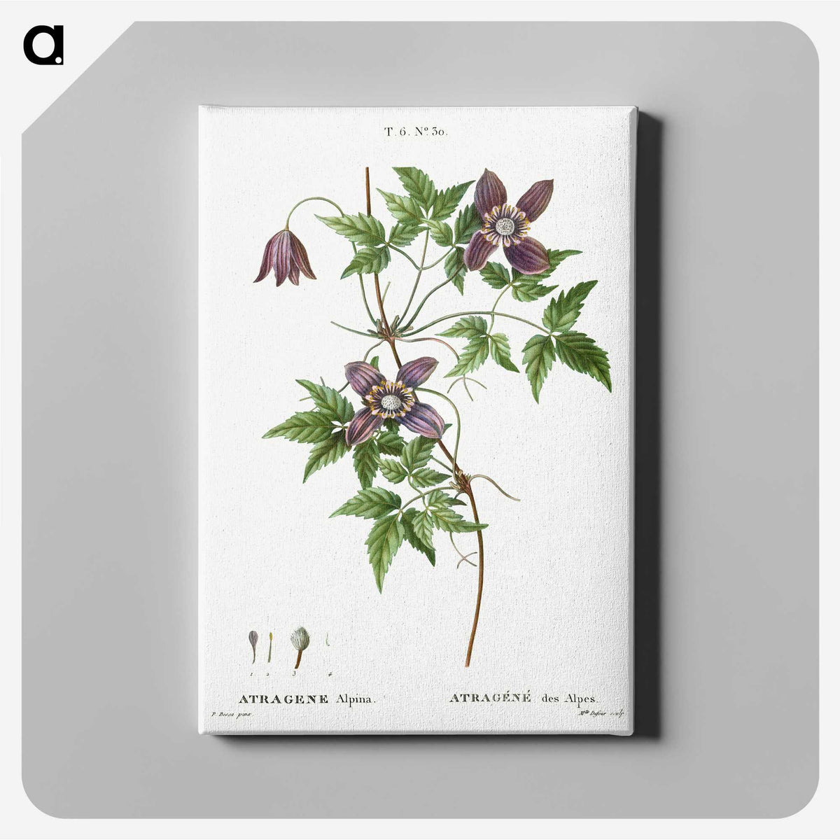 3-25_Treatise-on-Trees-and-Shrubs_canvas