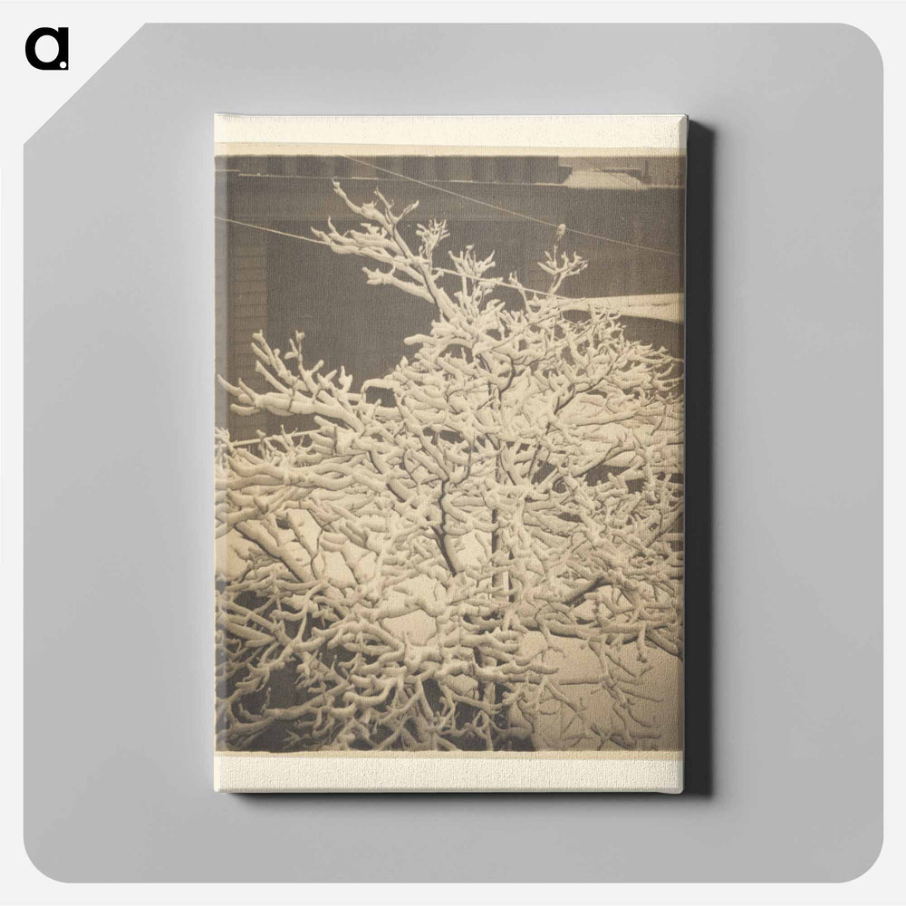 From the Back Window of 291 - アルフレッド スティーグリッツ Canvas.