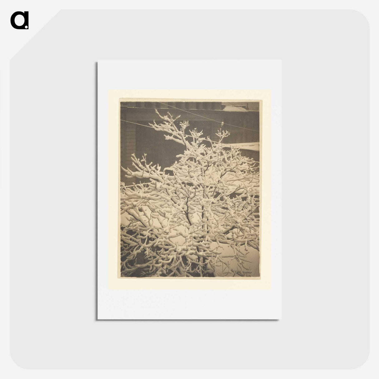3-26_Alfred-Stieglitz_hagaki