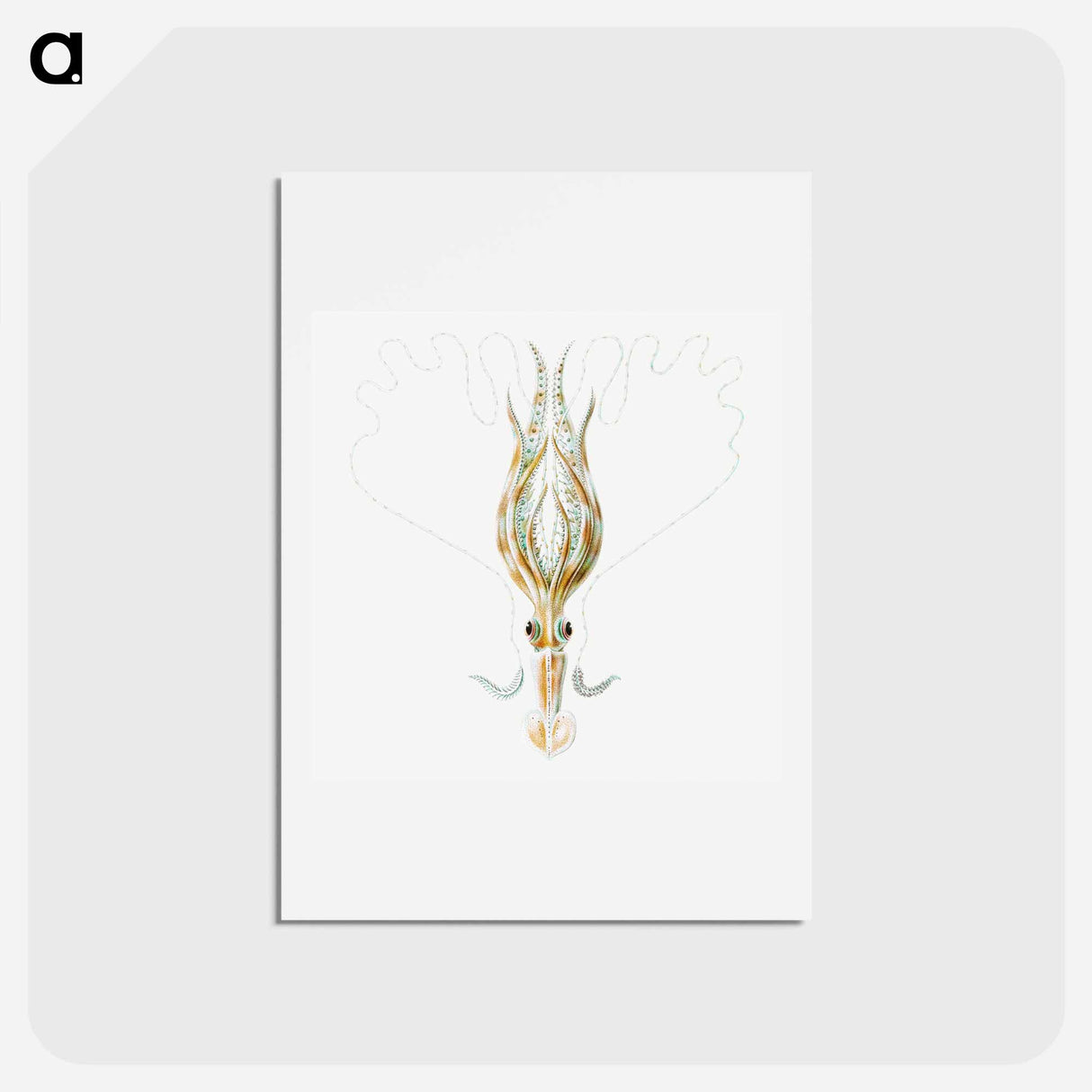アートポストカード-Vintage squid marine life illustration - エルンスト ヘッケル Postcard.
