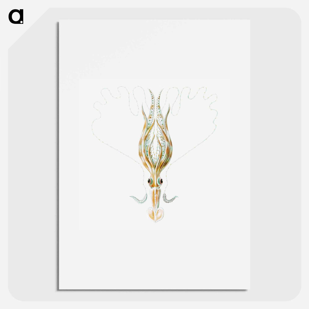 Vintage squid marine life illustration - エルンスト ヘッケル Poster.